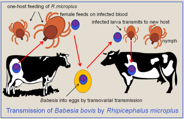 800px-babesia-bovis-transmission.png