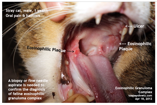 Feline Eosinophilic Granuloma Complex.jpg