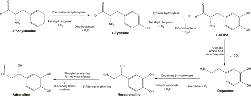800px-Conversion_of_phenylalanine_and_tyrosine_to_its_biologically_important_derivatives.png