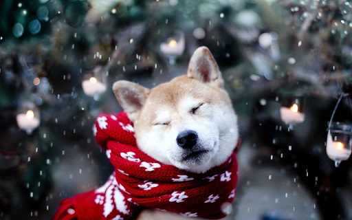 winterdog.jpg