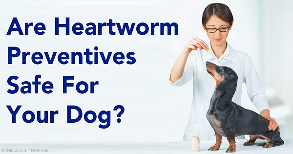 heartworm-preventives-safe-or-not-fb.jpg