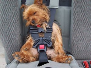 dog-car-seat.jpg