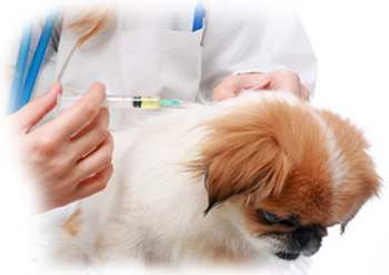 dog-vaccination[1].jpg