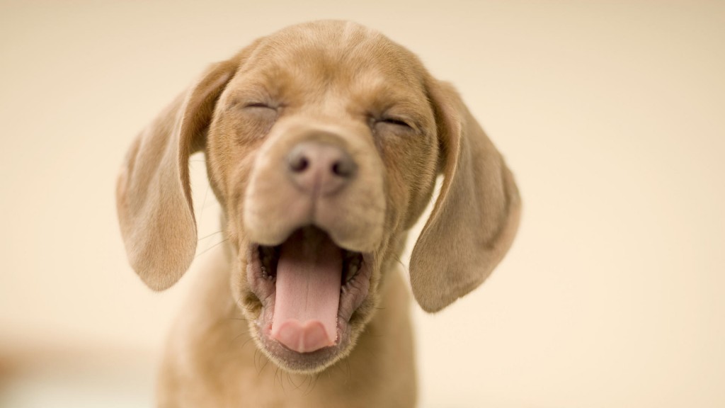 yawning-puppy-hd-1080p-wallpapers-download-1024x576.jpg