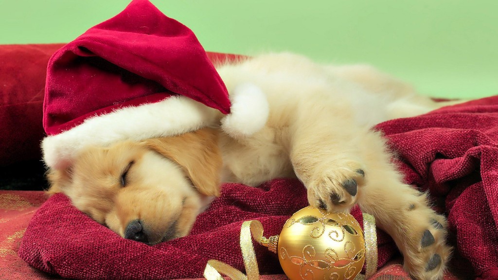 cute-christmas-puppy-1080p-hd-wallpaper-for-desktop-1024x576.jpg