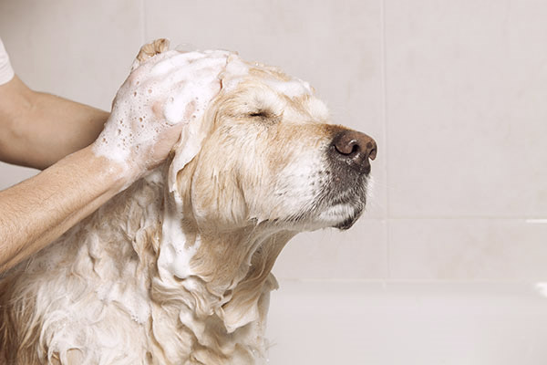 dog-taking-bath-with-shampoo.jpg