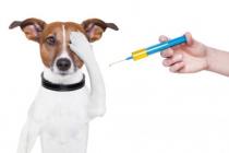 반려동물의 생독, 생균 백신(DHPP) 피하접종시 알코올 소독 해야 할까요? (동물약사 임진형)